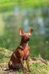 Miniature pinscher with uncut ears in the park
