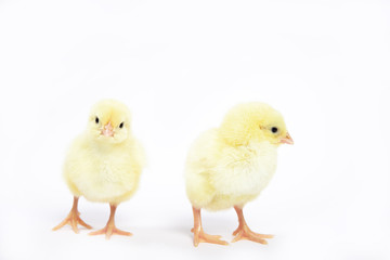 A lot of little chickens on a white background in isolation.