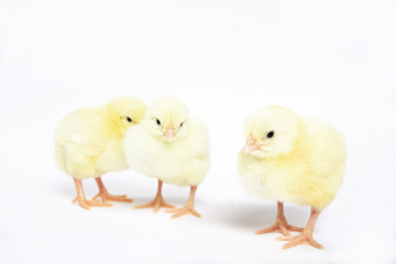 A lot of little chickens on a white background in isolation.