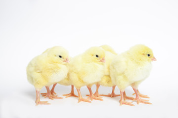 Chicken on a white isolated background. Beautiful yellow chick