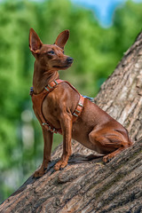 Miniature pinscher with uncut ears in the park