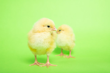 Chicken on a green isolated background. Beautiful yellow chick