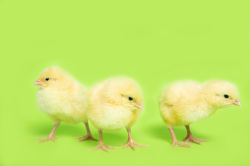 Chicken on a green isolated background. Beautiful yellow chick