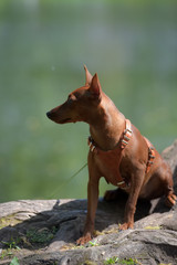 Miniature pinscher with uncut ears in the park