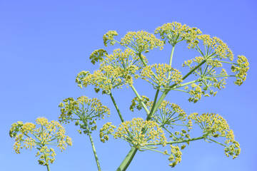 Fennel in bloom. 