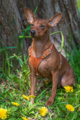 Miniature pinscher with uncut ears in the park