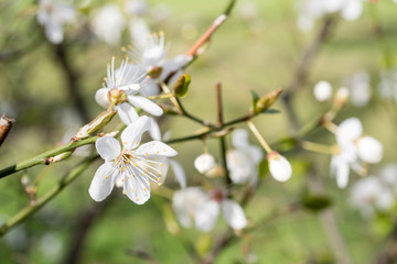 flowers of cherry during spring