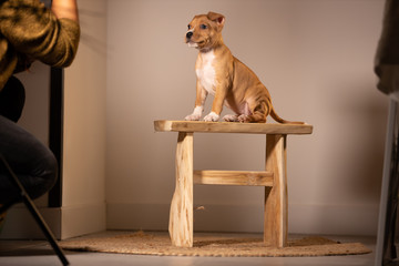 Chiot espiègle sur son tabouret