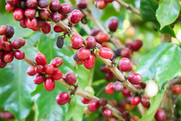 Fresh coffee beans on tree branches