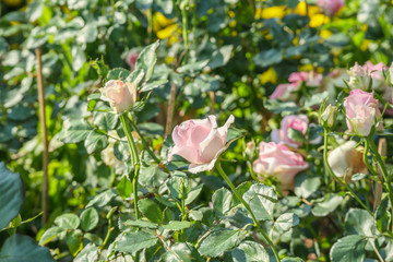 Beautiful colorful pink roses flower in the garden