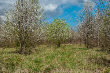 Fototapeta premium White flowering trees spring