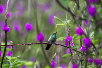 lesser violetear or Colibri cyanotus
