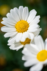 Obraz premium Gänseblümchen