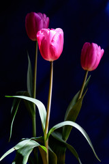 Side view of three small vivid pink tulip flowers and green leaves isolated on black paper, beautiful indoor floral background photographed with small focus