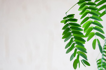 green palm leaf branches on white background. flat lay, top view
