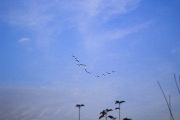 Aves en el cielo atardecer