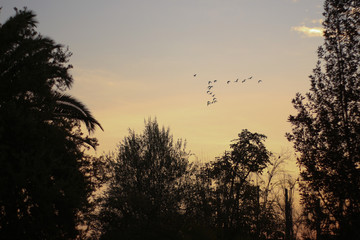 Aves en el atardecer