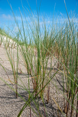 Gras am Strand in der Nahaufnahme