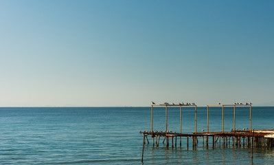 Seagulls perched on the posts of the old pier, sea and sky.