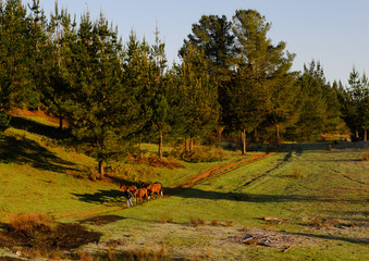 Caballos en el campo - pradera Chile