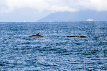 Fin whales ahead