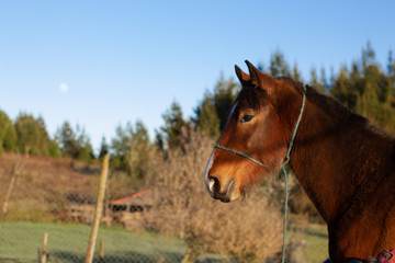 Obraz premium Caballo en el campo - Chile 