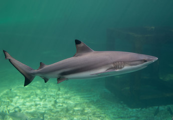 Blacktip reefs shark swimming.