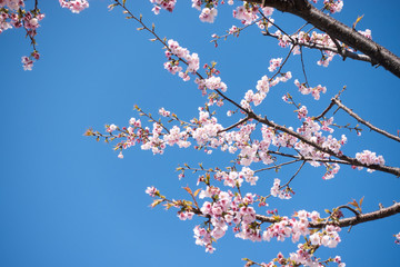 桜