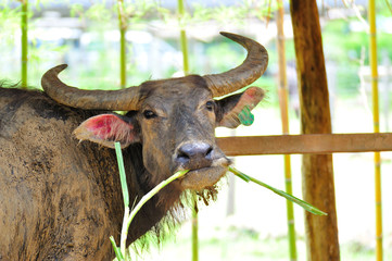 happy buffalo eating grass in farm.