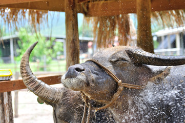happy smiling buffalo water showering in farm.