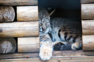 Cuddly Bobcat