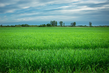 Fototapeta premium Green fresh farmland, horizon and clouds on the sky