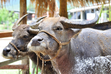 happy smiling buffalo water showering in farm.