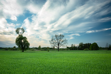 Green farmland, trees on the horizon and cool clouds on the sky