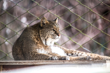 Lounging Bobcat