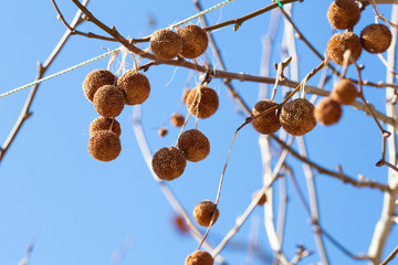 Branch of platanus orientalis with round sycamore fruit against the blue sky.