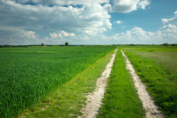 Fototapeta na wymiar A dirt road in a green field, horizon and clouds on a sky
