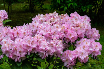 Bush of delicate pink magenta flowers of azalea or Rhododendron plant in a sunny spring Japanese garden, beautiful outdoor floral background