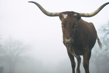 Texas Longhorn cow walking through fog, copy space for farm weather.