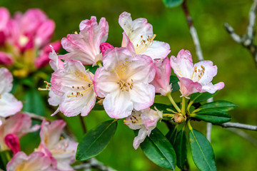 Bush of delicate pink and white flowers of azalea or Rhododendron plant in a sunny spring Japanese garden, beautiful outdoor floral background