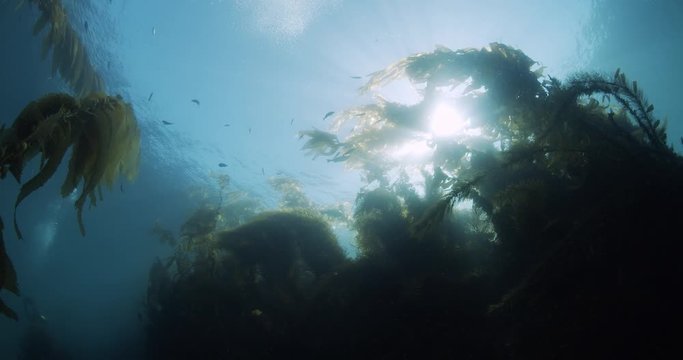 Kelp reef with scuba diver in background.