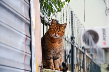 Istanbul Cat