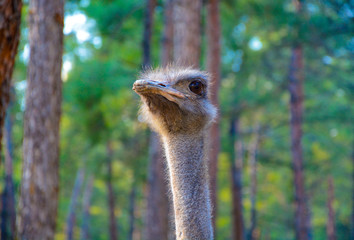 Portrait of an Ostrich