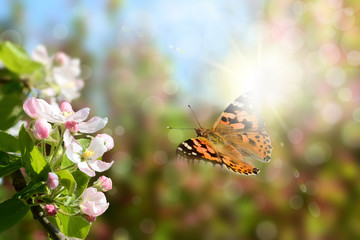 Schmetterling 542 © K.-U. Häßler