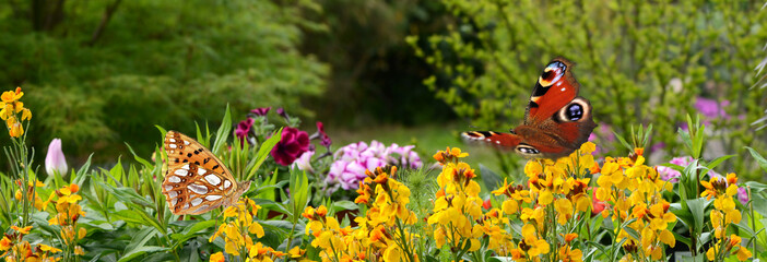 Schmetterling 641 © K.-U. Häßler