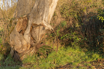 A abandoned steel wheel has grown into a tree for many years. Bushes can be seen in the background