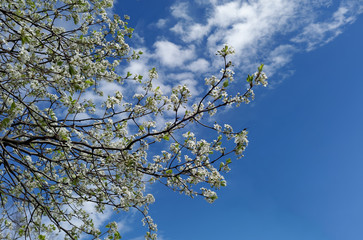 Spring tree branches with white blossoms against blue sky and clouds.