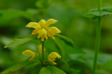 Gewöhnliche Goldnessel (Lamium galeobdolon )
