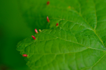 Gallen von der Art Eriophyes tiliae