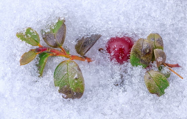 Berry cowberry in the winter under the snow close- up shot. - 328564323